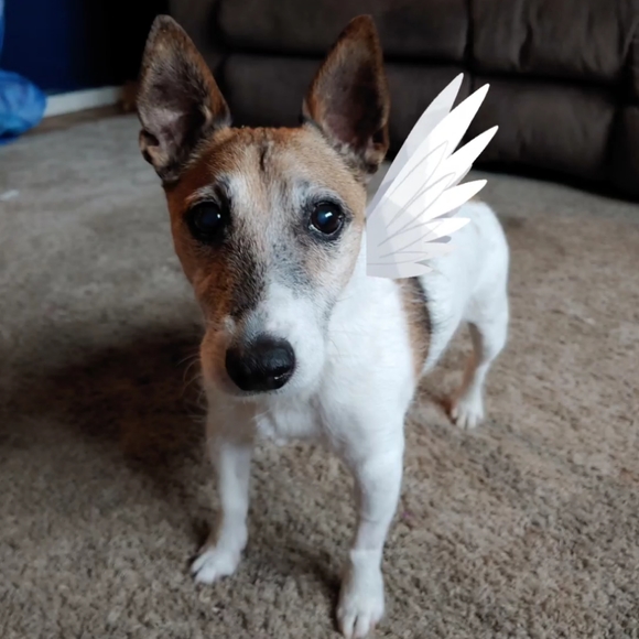 Meet your Posher, Danielle - Picture 10 of 16